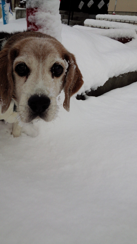 ココアちゃん　山形市ペットホテル　わんニャンシャンプー