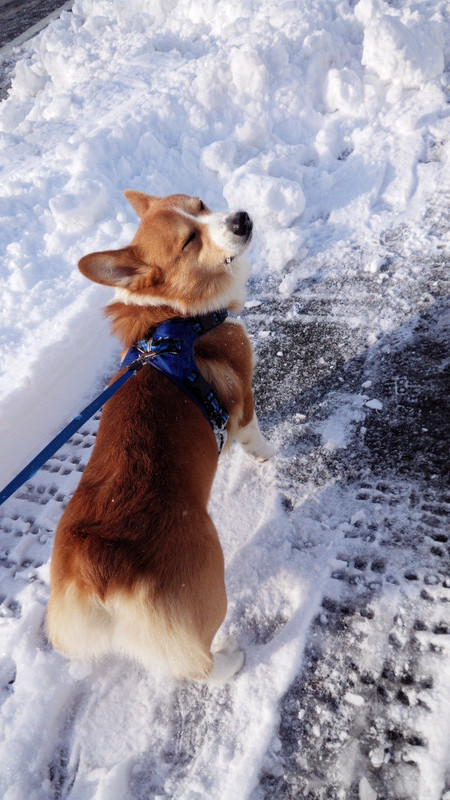 コタローちゃん　山形市ペットホテル　わんニャンシャンプー