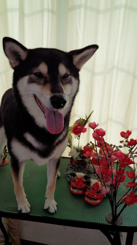 あずきちゃん　山形市ペットサロン　わんニャンシャンプー