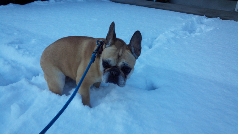 あんずちゃん　山形市ペットホテル　わんニャンシャンプー