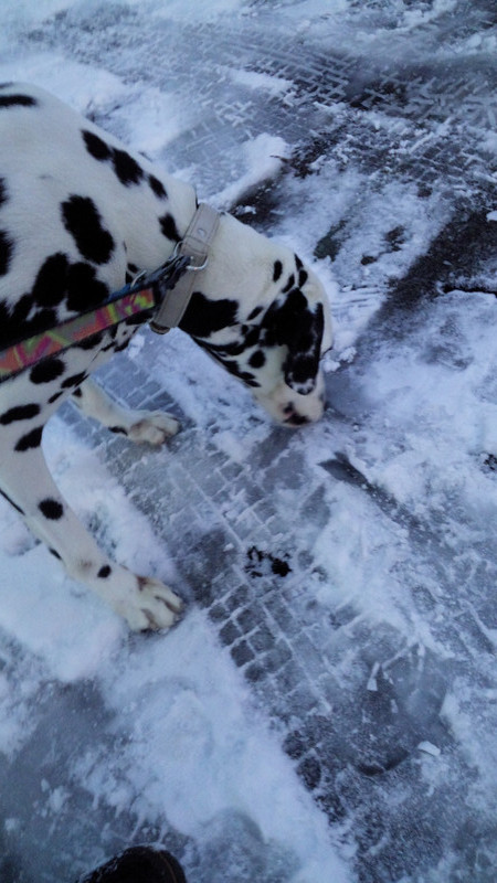 ベスちゃん　山形市ペットホテル　わんニャンシャンプー