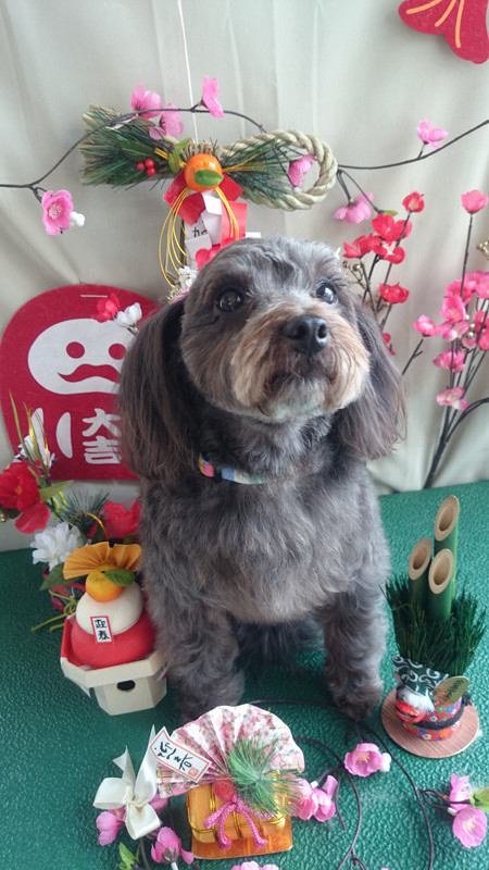 ハニーちゃん&きなこちゃん&こたろうちゃん 山形市 ペットサロン わんニャンシャンプー