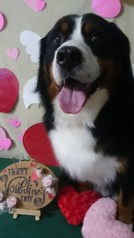 マックスちゃん 山形市 ペットサロン わんニャンシャンプー