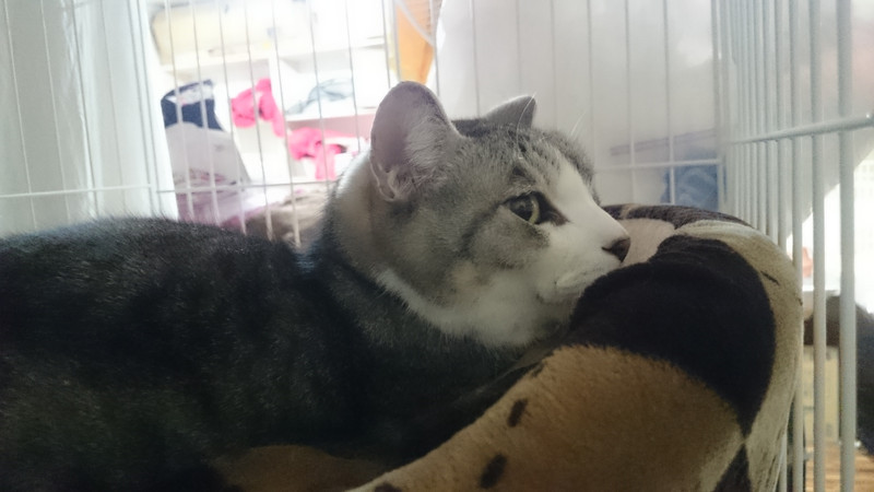 アッシュちゃん&ミケコちゃん&シマちゃん 山形市 ペットホテル わんニャンシャンプー