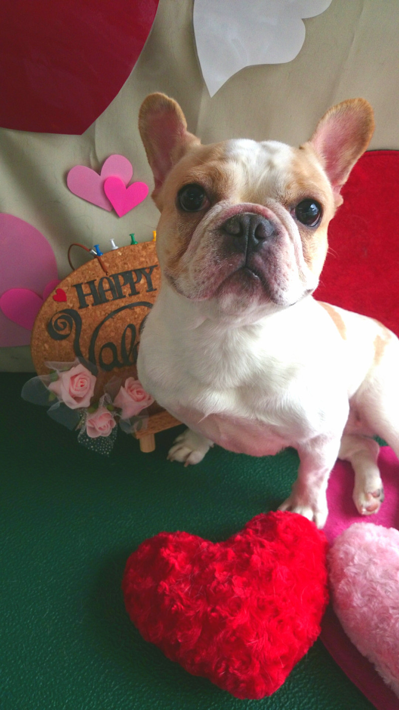 モモちゃん 山形市 ペットサロン わんニャンシャンプー わんニャンシャンプー