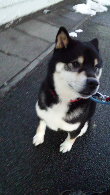 ルイちゃん まるちゃん 山形市ペットホテル わんニャンシャンプー