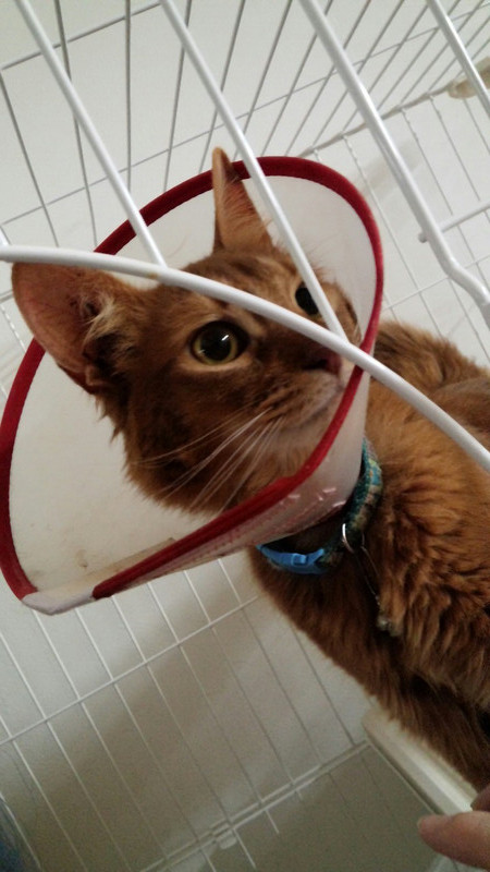 ルイちゃん まるちゃん 山形市ペットホテル わんニャンシャンプー