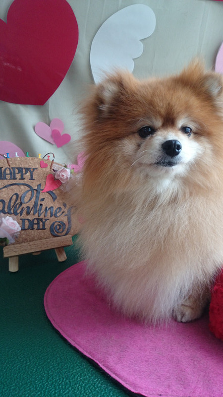 りんちゃん&メロンちゃん 山形市 ペットサロン わんニャンシャンプー