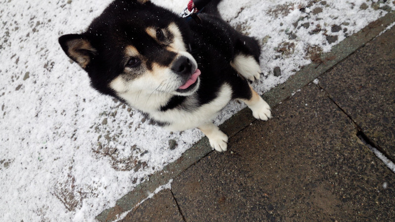 まるちゃん ルイちゃん 山形市ペットホテル わんニャンシャンプー
