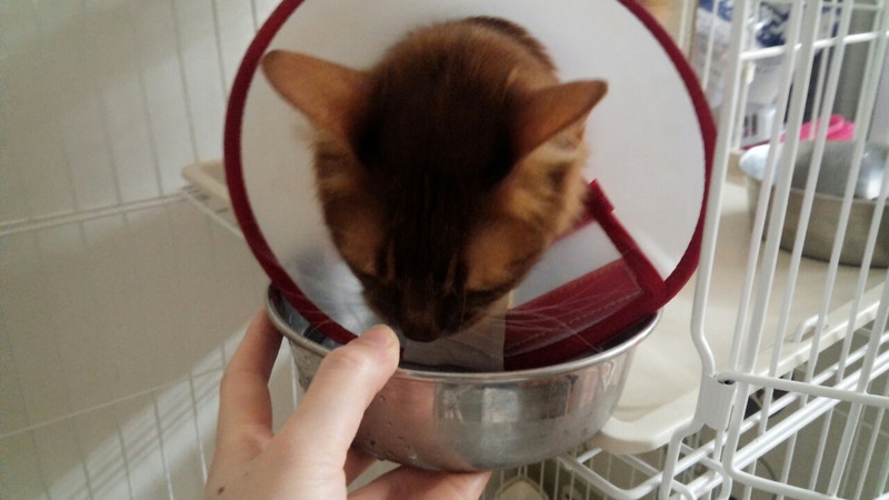 まるちゃん ルイちゃん 山形市ペットホテル わんニャンシャンプー