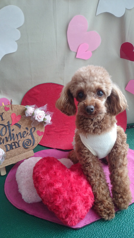 あんずちゃん 山形市 ペットサロン わんニャンシャンプー