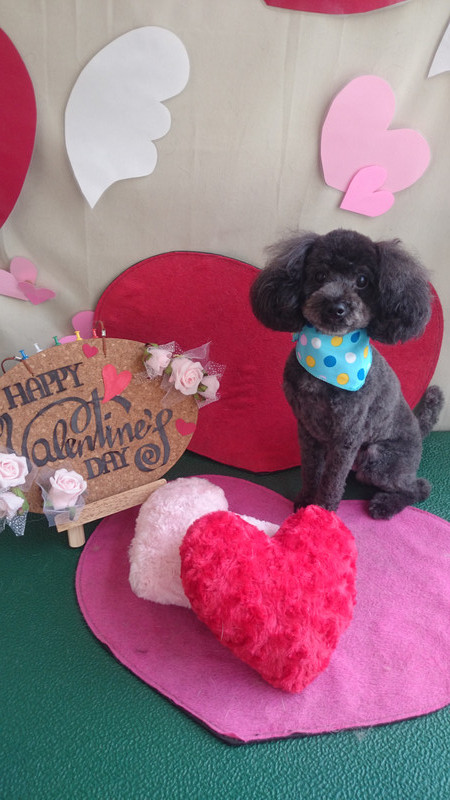 ゲンちゃん 山形市 ペットサロン わんニャンシャンプー