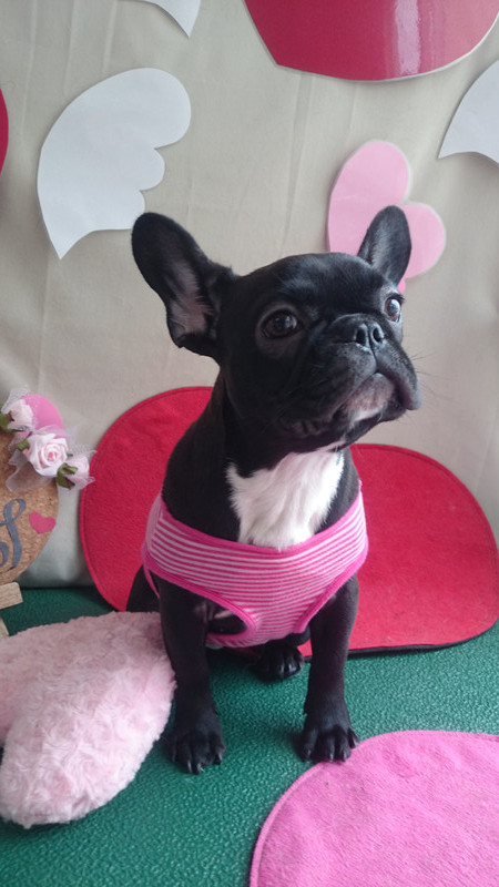 はなちゃん 山形市 ペットサロン わんニャンシャンプー