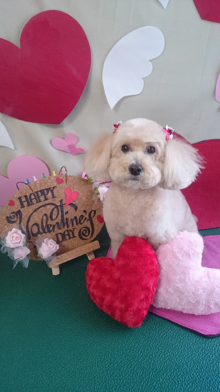 クレアちゃん 山形市 ペットサロン わんニャンシャンプー