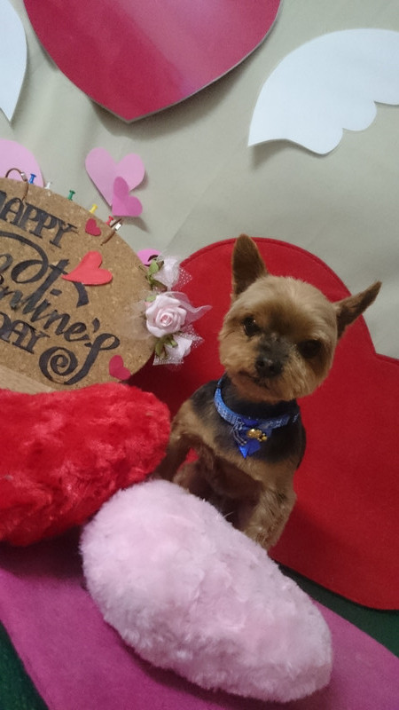 キャロルちゃん 山形市 ペットサロン わんニャンシャンプー