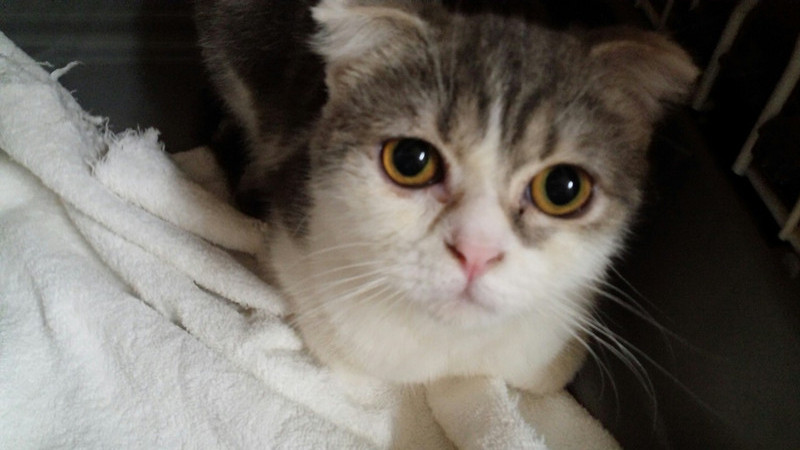 ピーターちゃん マイケルちゃん 山形市ペットホテル わんニャンシャンプー