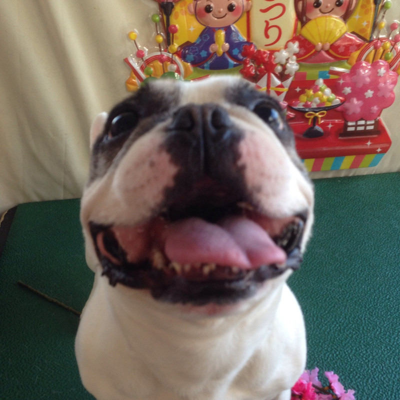 ヒューゴちゃん 山形市 ペットサロン わんニャンシャンプー