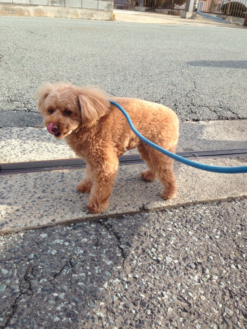 ペコちゃん　山形市ペットホテル　わんニャンシャンプー