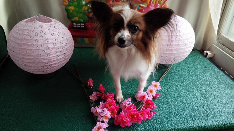 パピィちゃん　山形市ペットサロン　わんニャンシャンプー