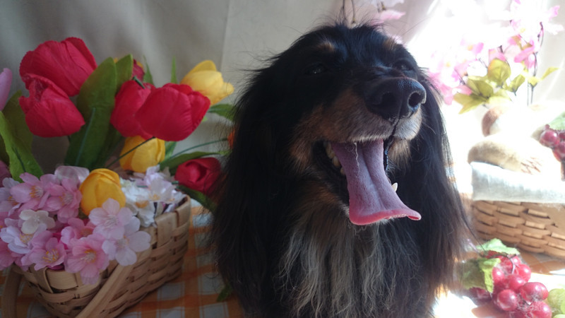 ミッキーちゃん 山形市 ペットサロン わんニャンシャンプー