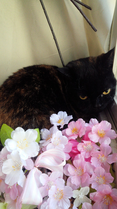 うにちゃん　山形市ペットサロン　わんニャンシャンプー