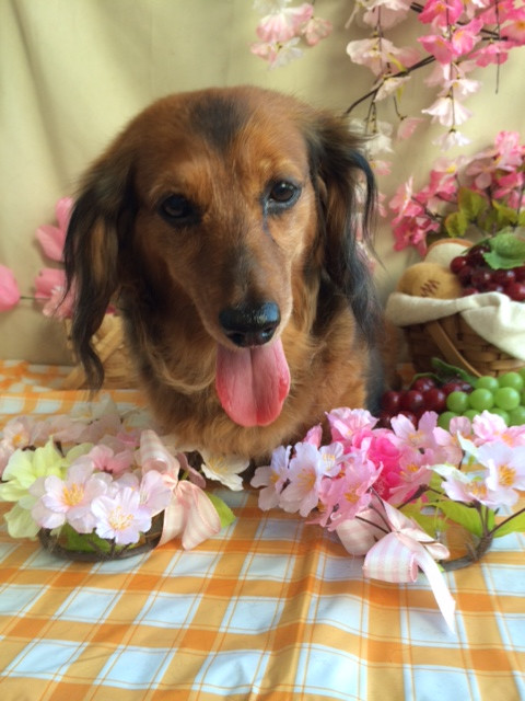 ポップちゃんモモちゃん山形市ペットサロンわんニャンシャンプー