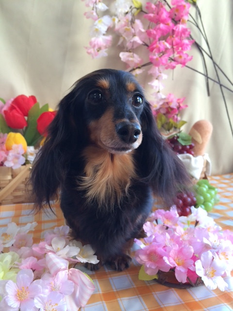 ポップちゃんモモちゃん山形市ペットサロンわんニャンシャンプー