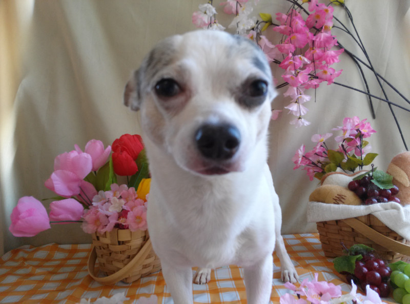 ココアちゃん　山形市　ペットサロン　わんニャンシャンプー　