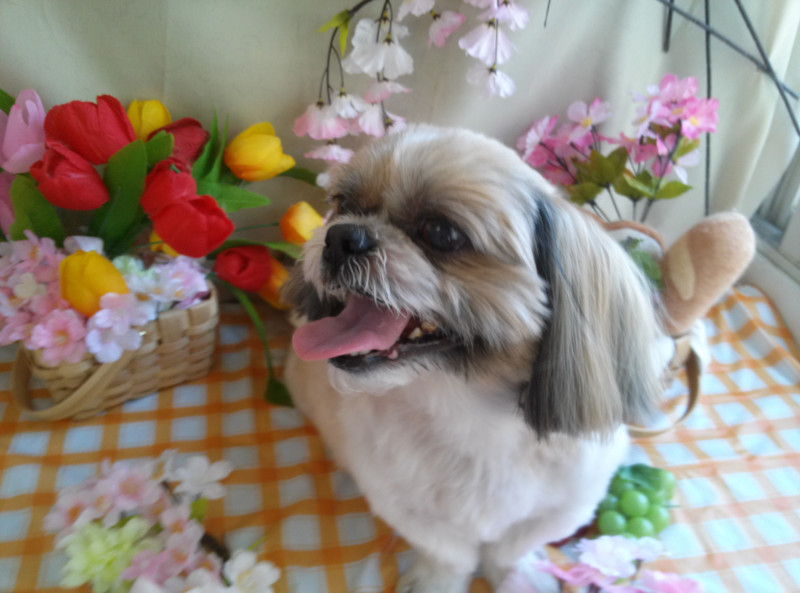 クーちゃん　山形市　ペットサロン　わんニャンシャンプー