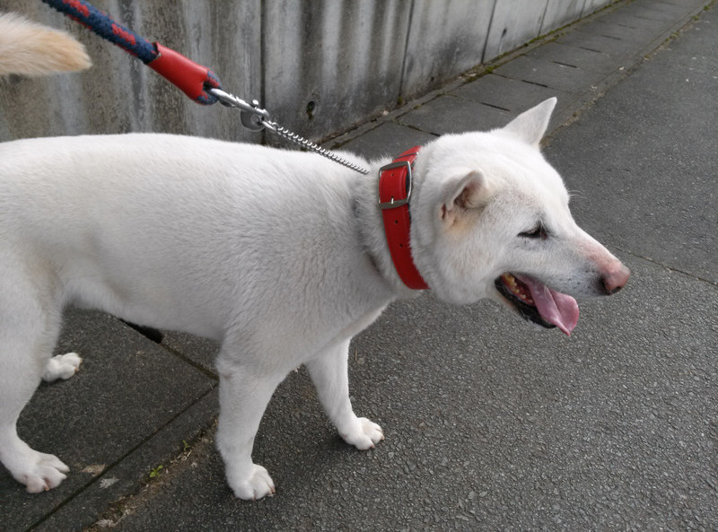 ヤマトちゃん　山形市　ペットホテル　わんニャンシャンプー