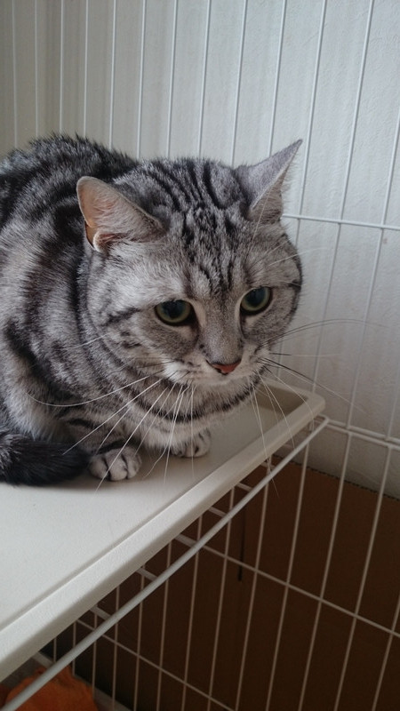 さくらちゃん 山形市 ペットホテル わんニャンシャンプー