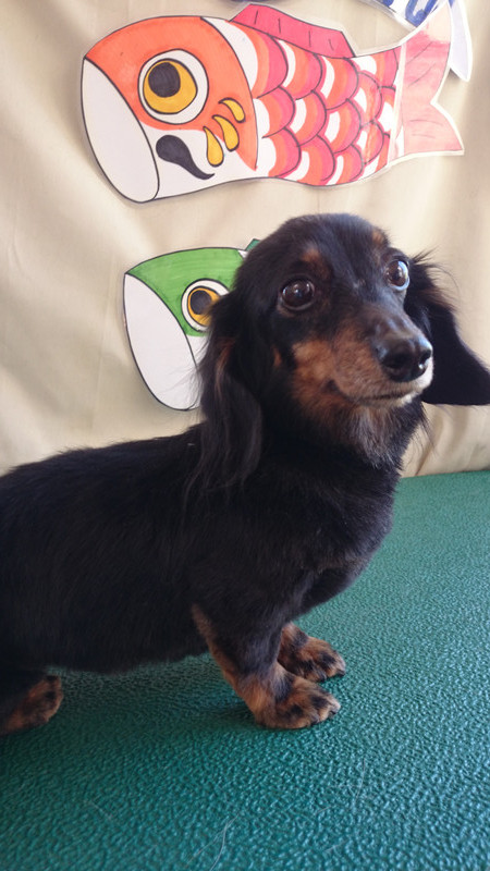 モカちゃん 山形市 ペットサロン わんニャンシャンプー