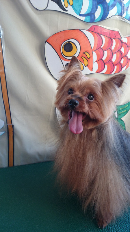 ナナちゃん&ミックン 山形市 ペットサロン わんニャンシャンプー