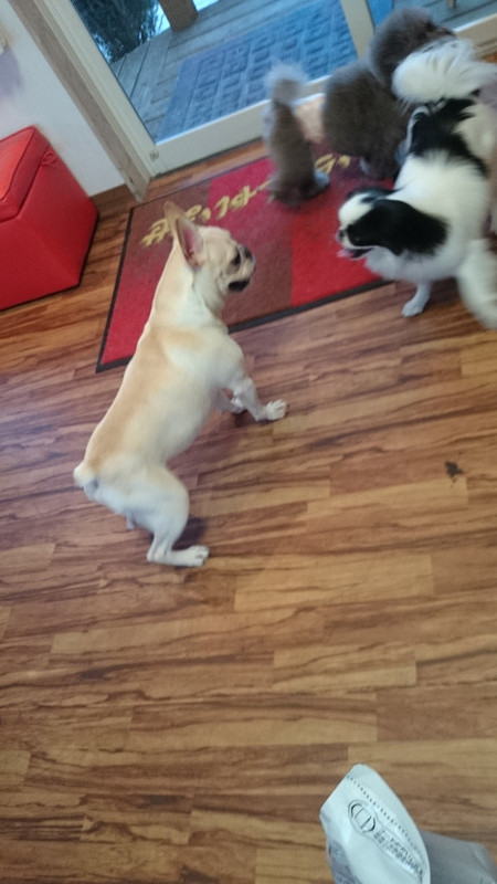 大福ちゃん 山形市 ペットホテル わんニャンシャンプー