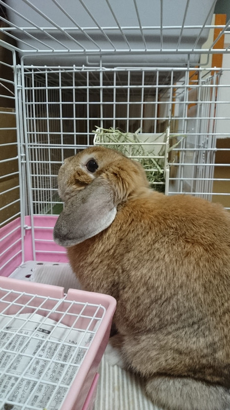 ココちゃん 山形市 ペットホテル わんニャンシャンプー