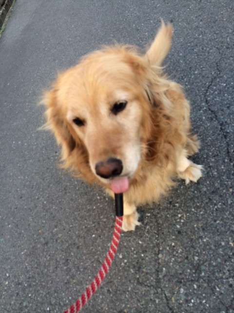 ゴー吉ちゃん山形市ペットホテルわんニャンシャンプー