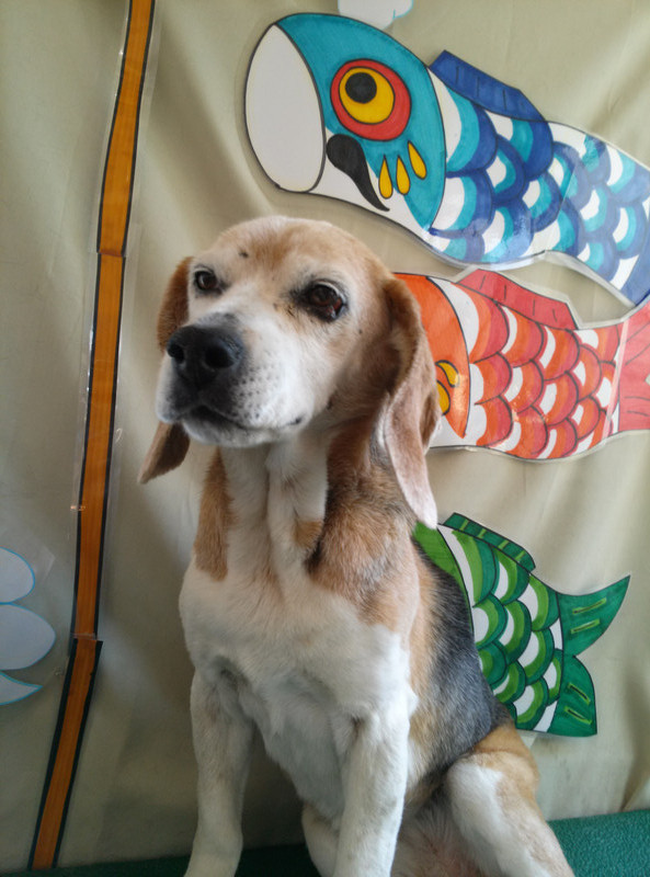 ジャイコちゃん　山形市　ペットサロン　わんニャンシャンプー