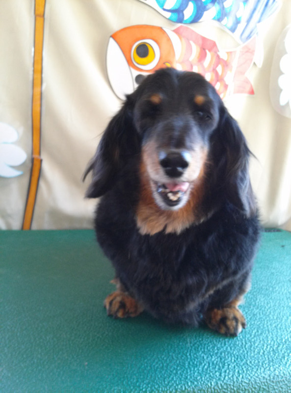 レオちゃん　山形市　ペットサロン　わんニャンシャンプー