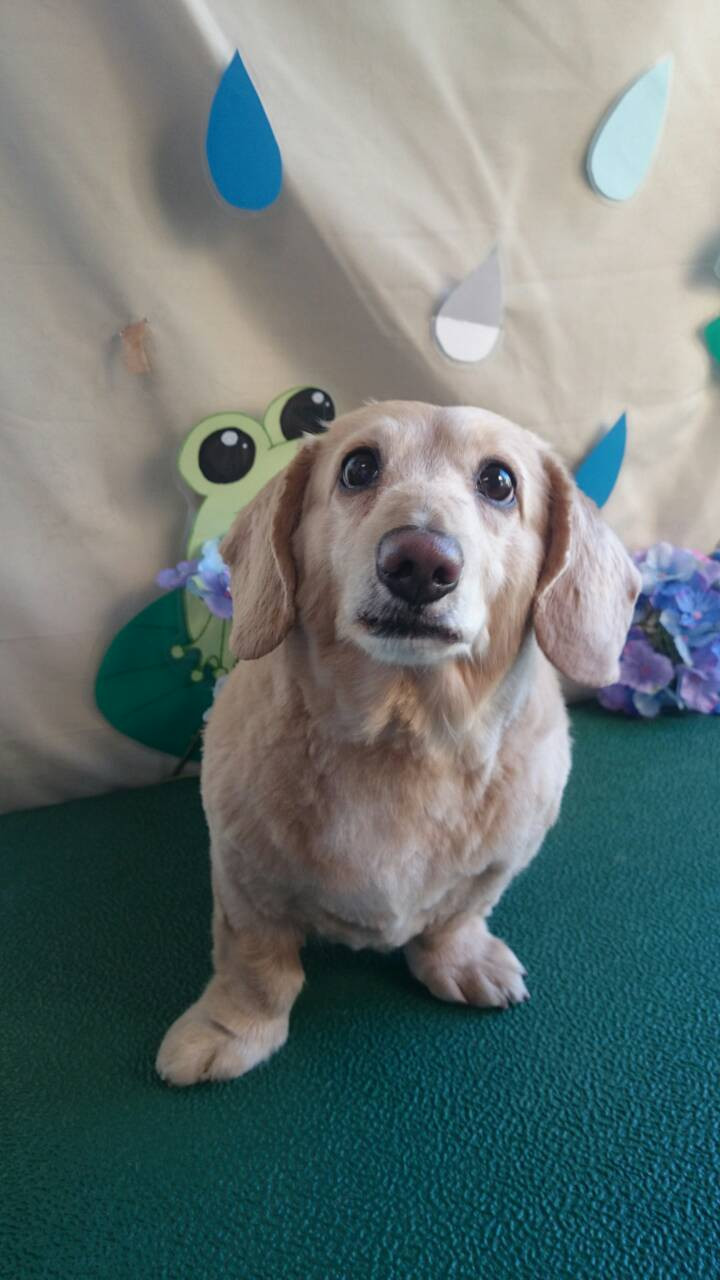 チョコちゃん　山形市ペットサロン　わんニャンシャンプー