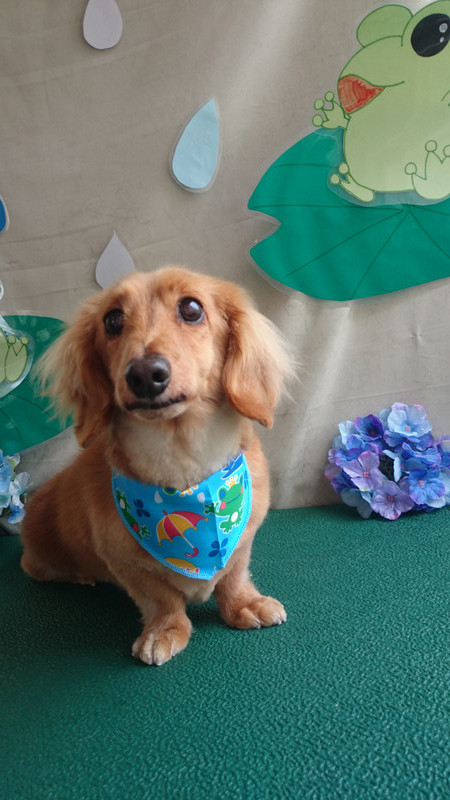 ココちゃん 山形市 ペットサロン わんニャンシャンプー