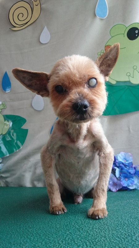 ミルちゃん 山形市 ペットサロン わんニャンシャンプー