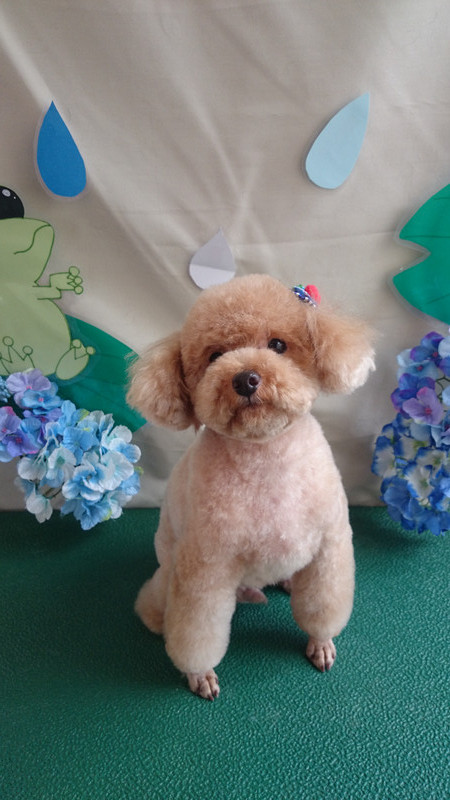 ティムちゃん 山形市 ペットサロン わんニャンシャンプー