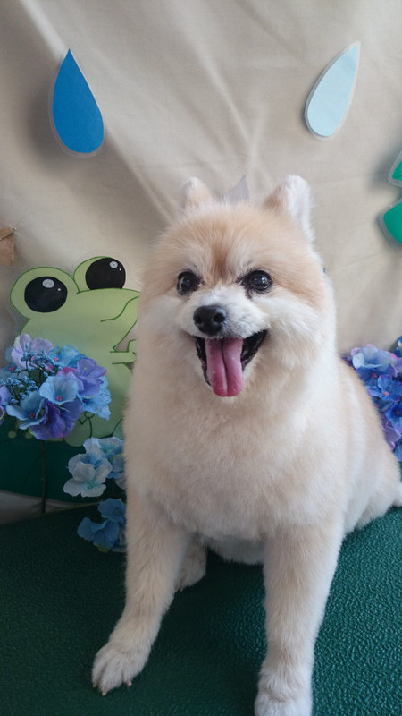 メイメイちゃん 山形市 ペットサロン わんニャンシャンプー