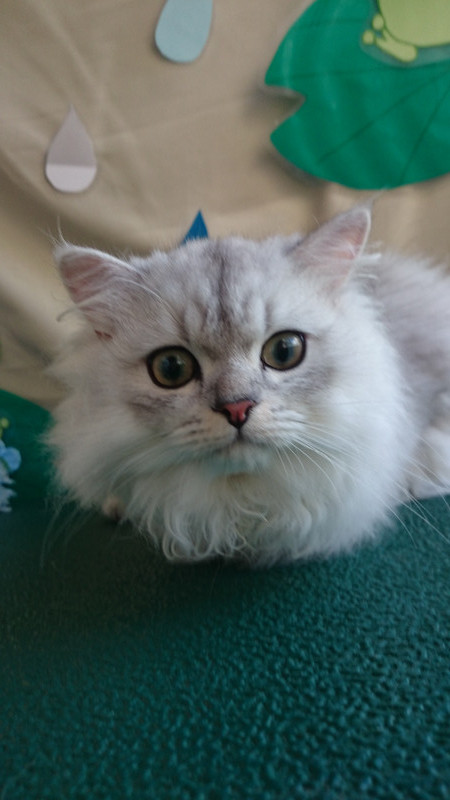 一ちゃん 山形市 ペットサロン わんニャンシャンプー