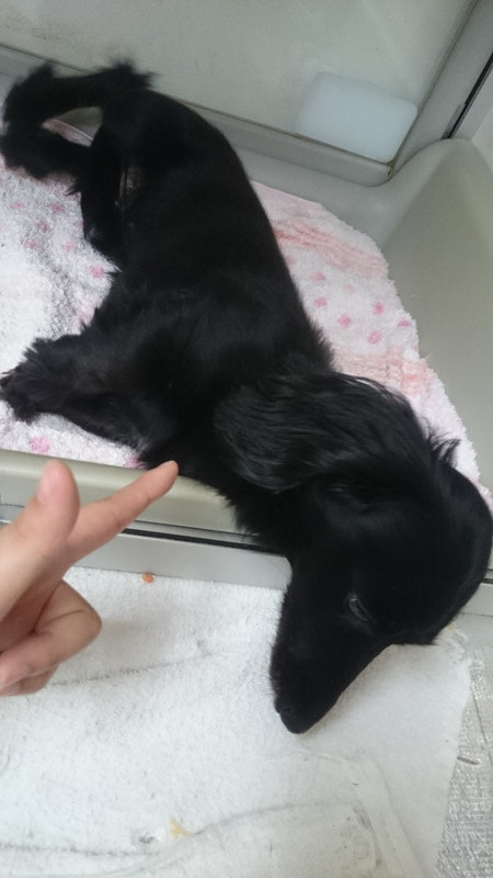 ミルちゃん&クゥちゃん 山形市 ペットホテル わんニャンシャンプー