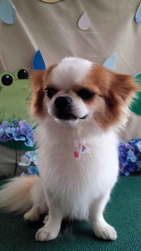 ちゃっぴぃちゃん　山形市ペットサロン　わんニャンシャンプー