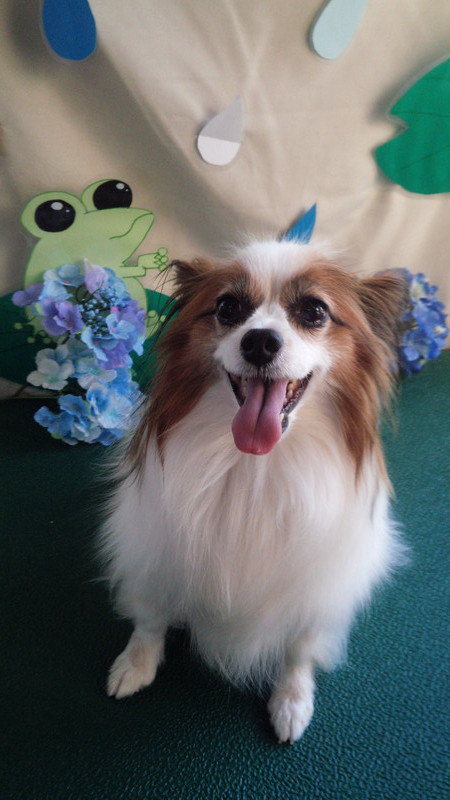 チップちゃん　山形市ペットサロン　わんニャンシャンプー