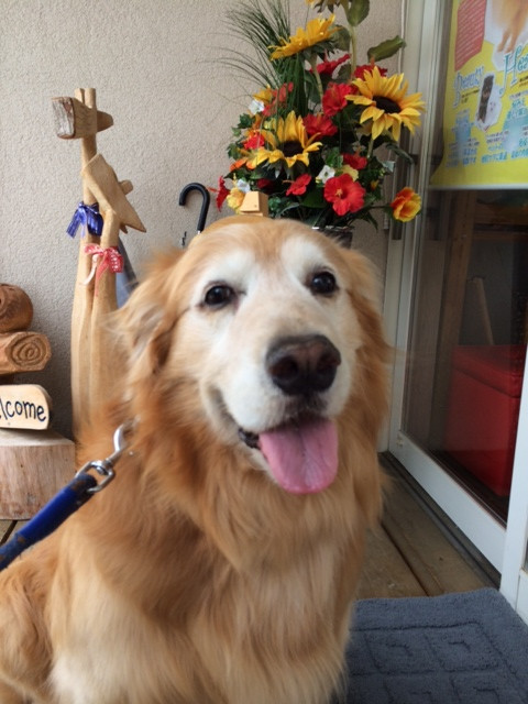 ひろまさちゃん山形市ペットサロンわんニャンシャンプー