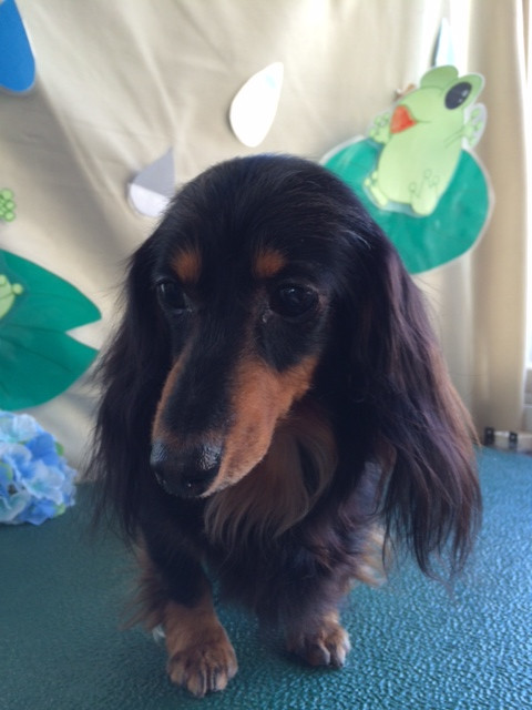 モモちゃんポップちゃん山形市ペットサロンわんニャンシャンプー