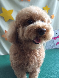 アンコちゃん山形市ペットサロンわんニャンシャンプー